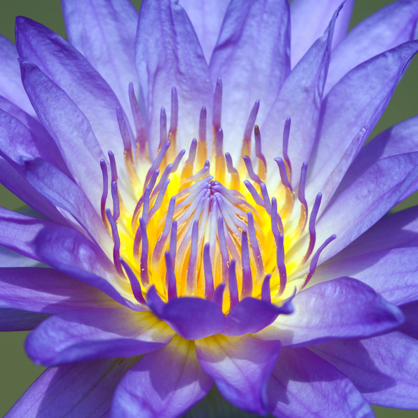 Essence of Nymphäea