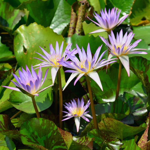 Essence of Nymphäea